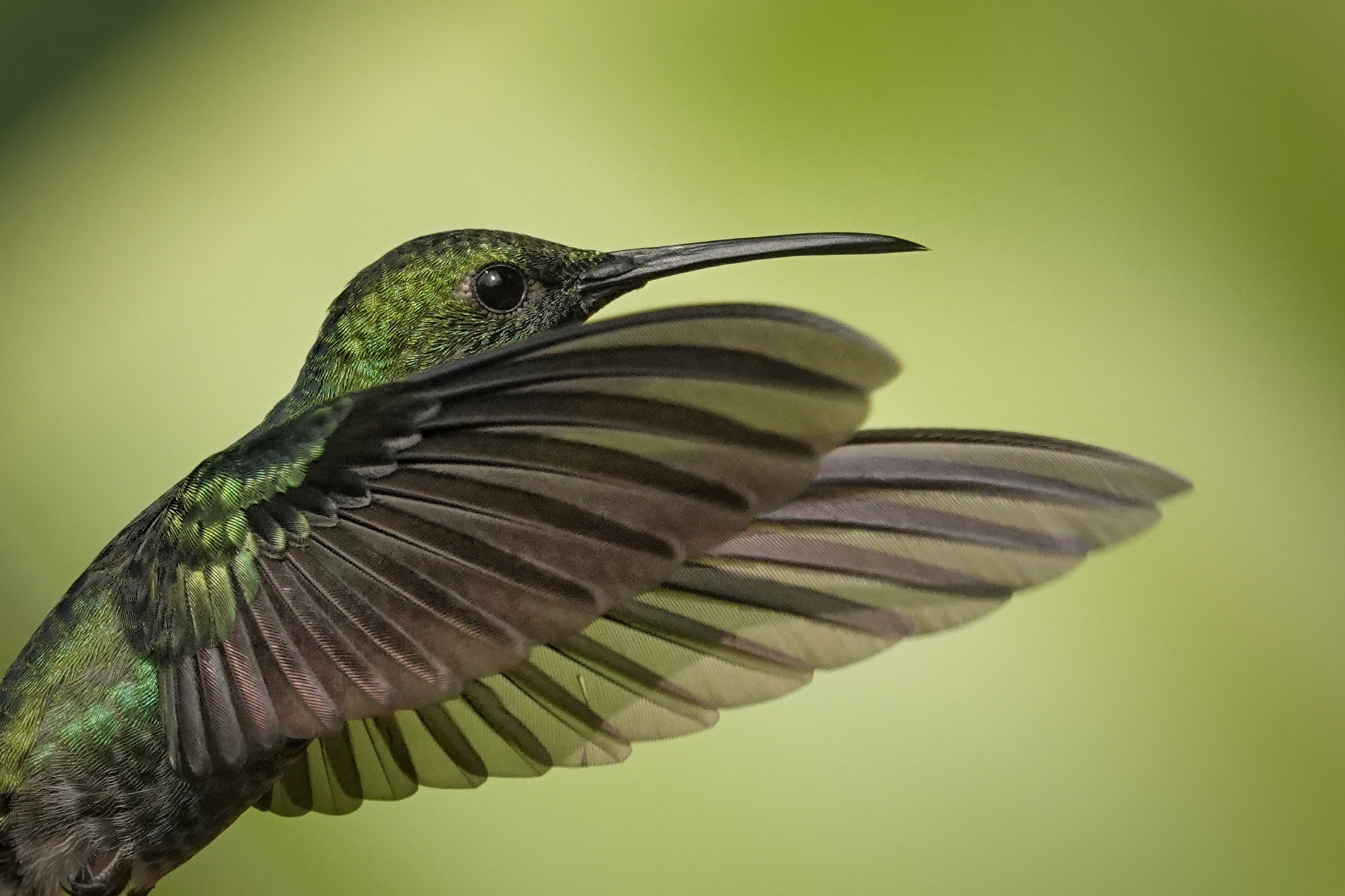 Colibri en vol